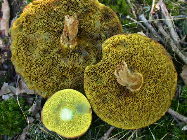  tempo di .... Boletus